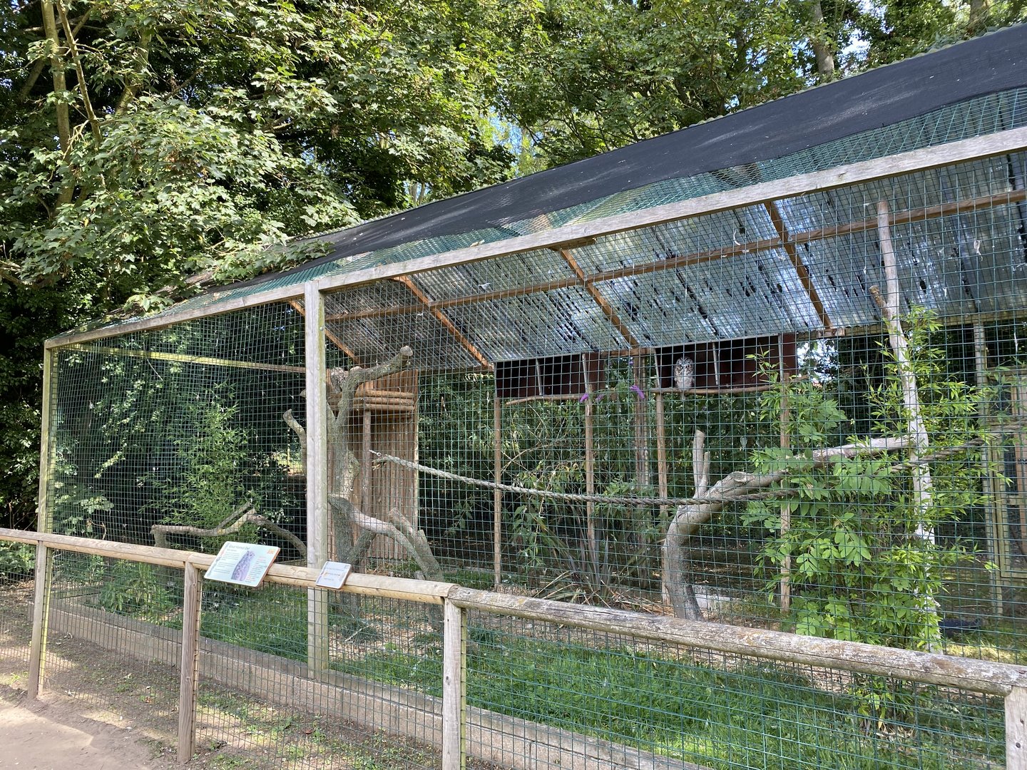 amazona great horned owl