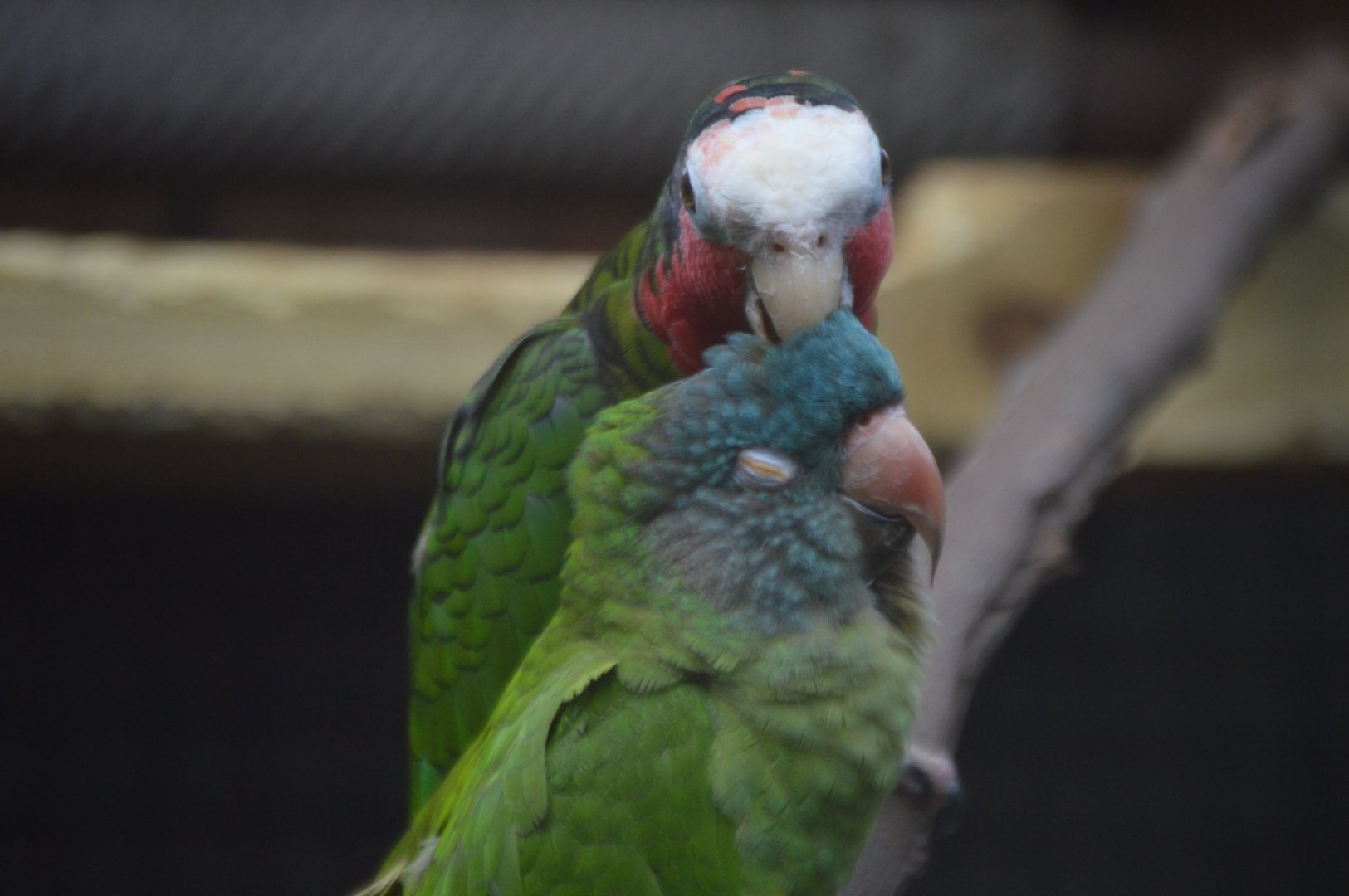 Amazona leucocephala and Thectocercus acuticaudatus friendship