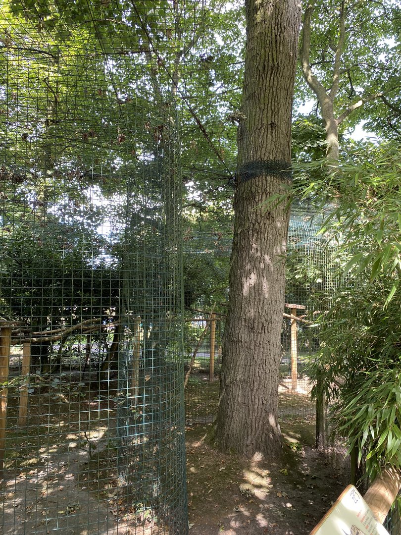 amazona ocelot outside