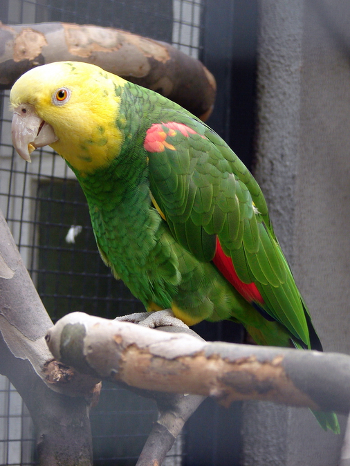 Amazona oratrix oratrix / Yellow-headed amazon