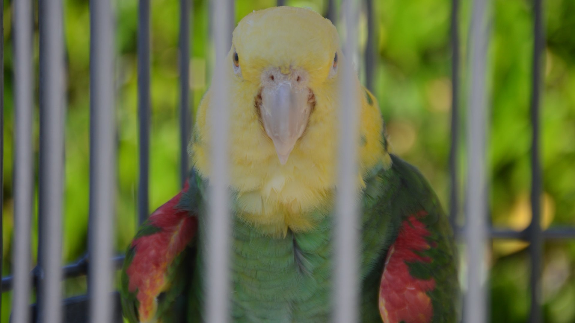 Amazona oratrix tresmariae