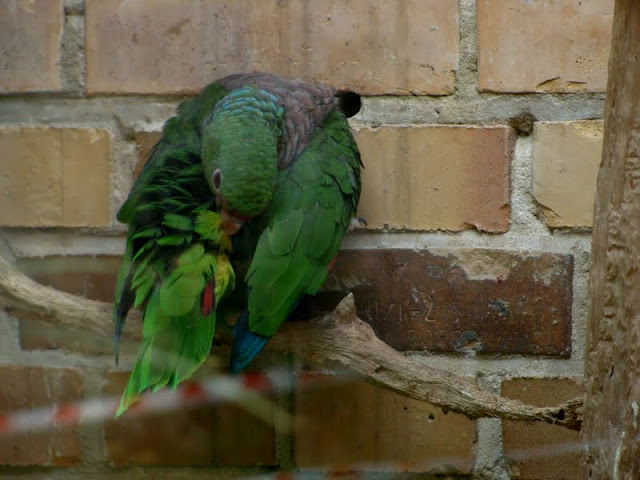 Amazona vinacea