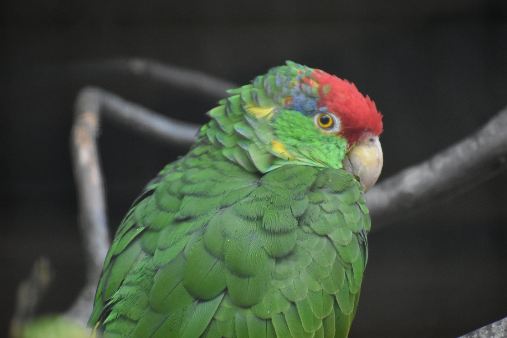 Amazona viridigenalis - Red-crowned Amazon