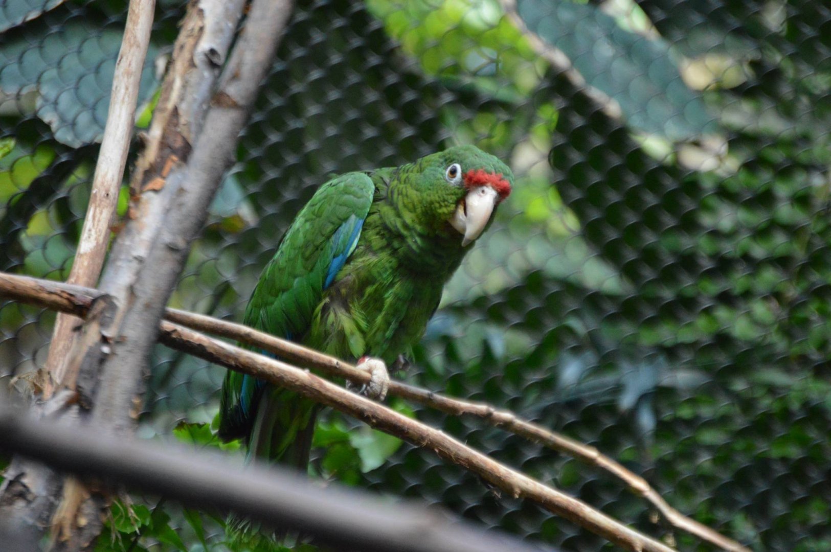 Amazona vittata