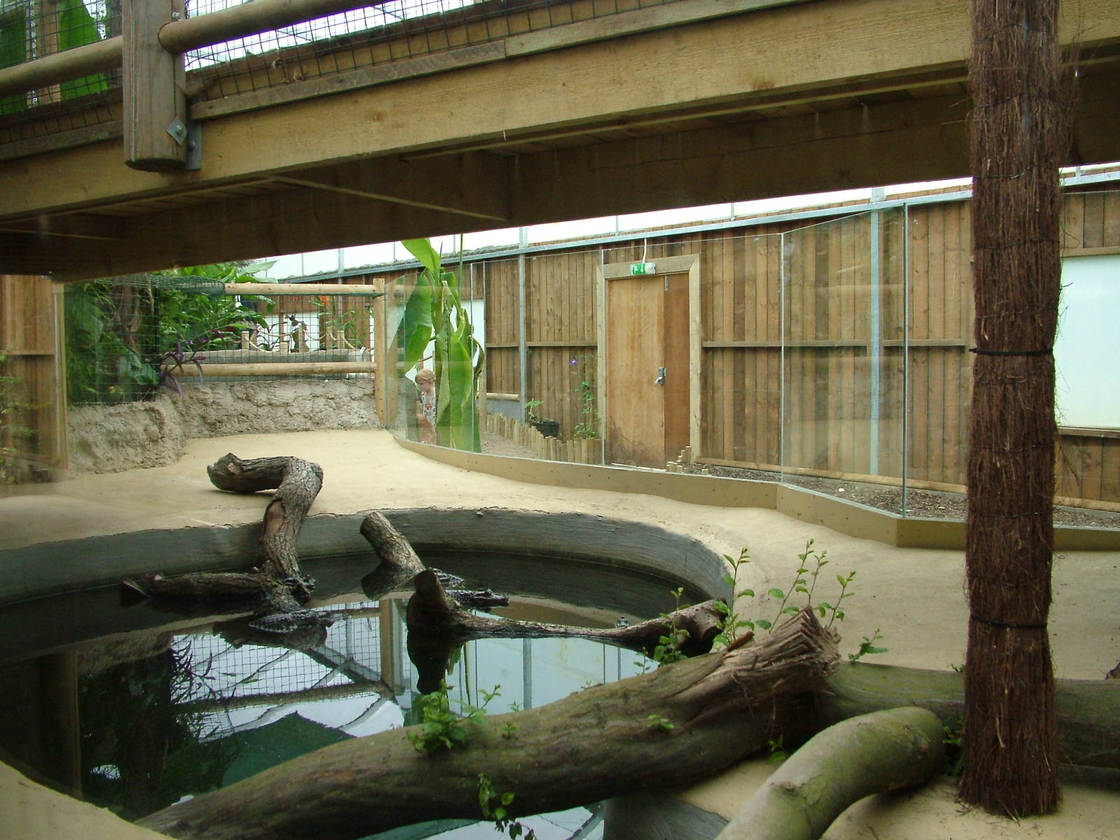 Amazona Zoo, Cromer: Caiman pool 2