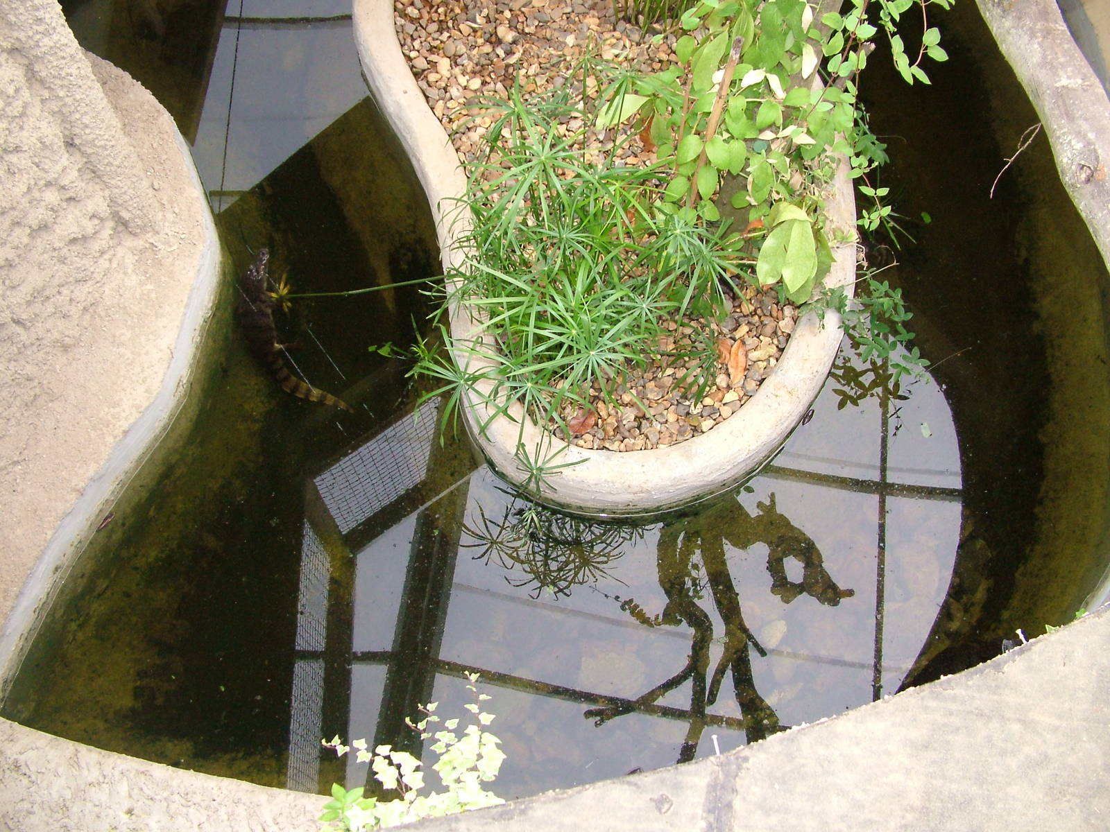 Amazona Zoo, Cromer: Caiman pool