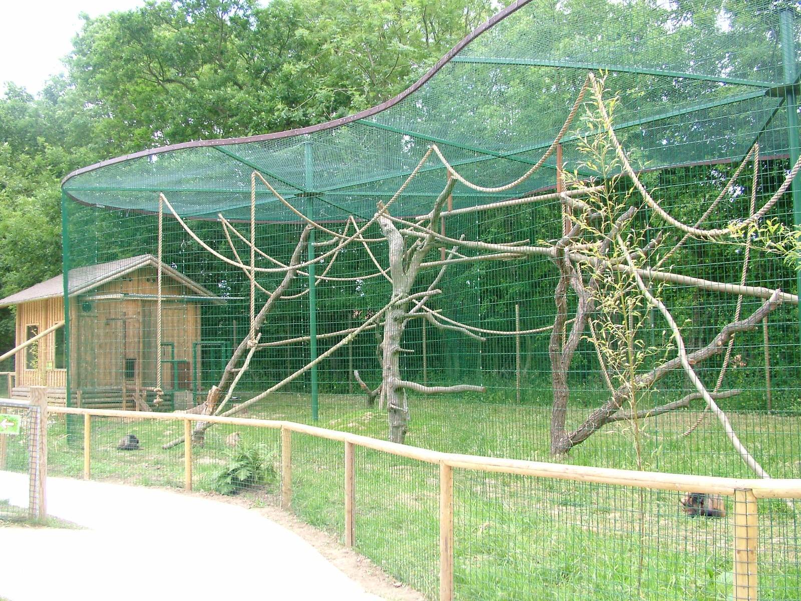 Amazona Zoo, Cromer: Geoffroy's Spider Monkeys