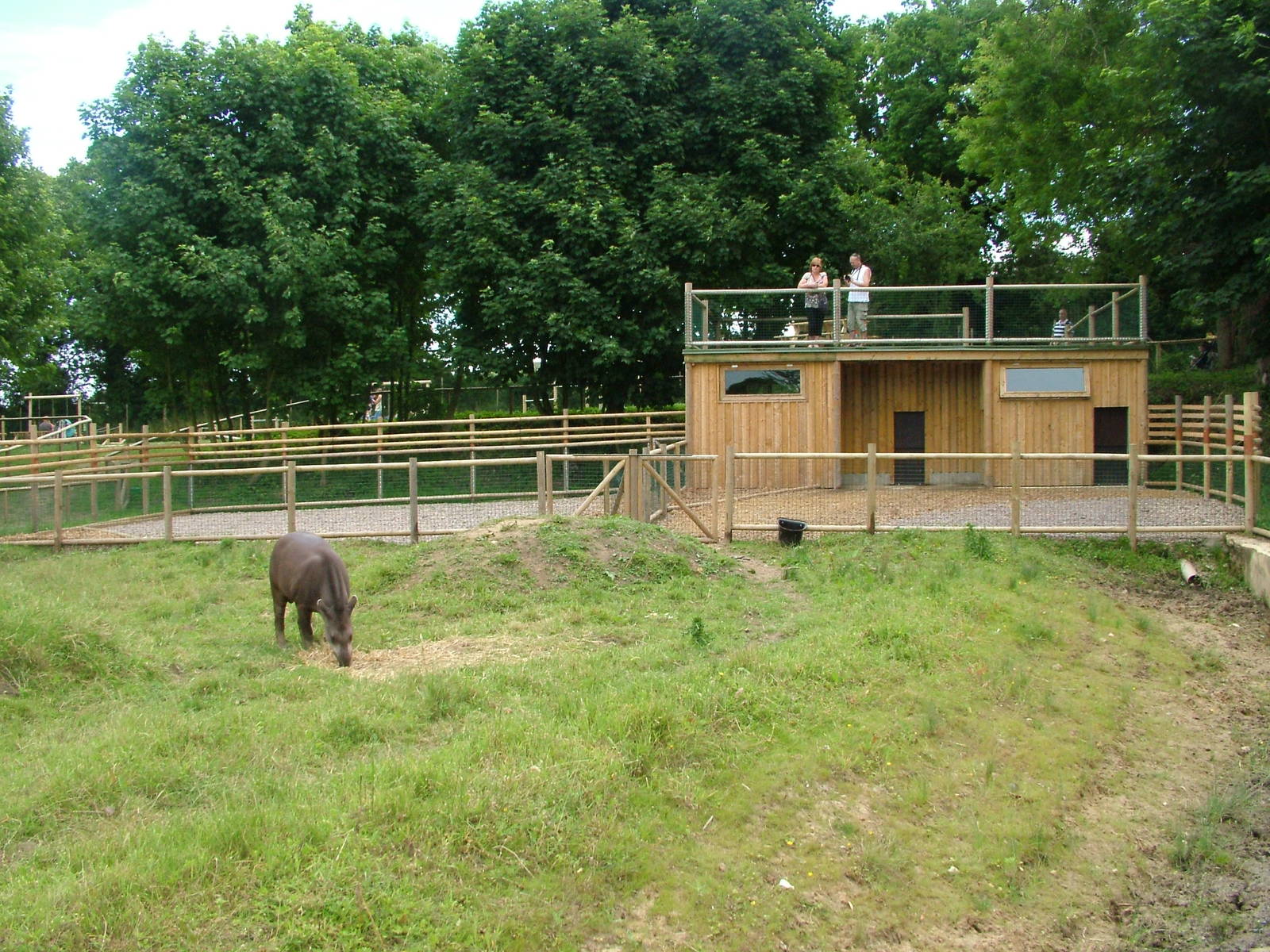Amazona Zoo, Cromer: Tapir and capybara enclosure