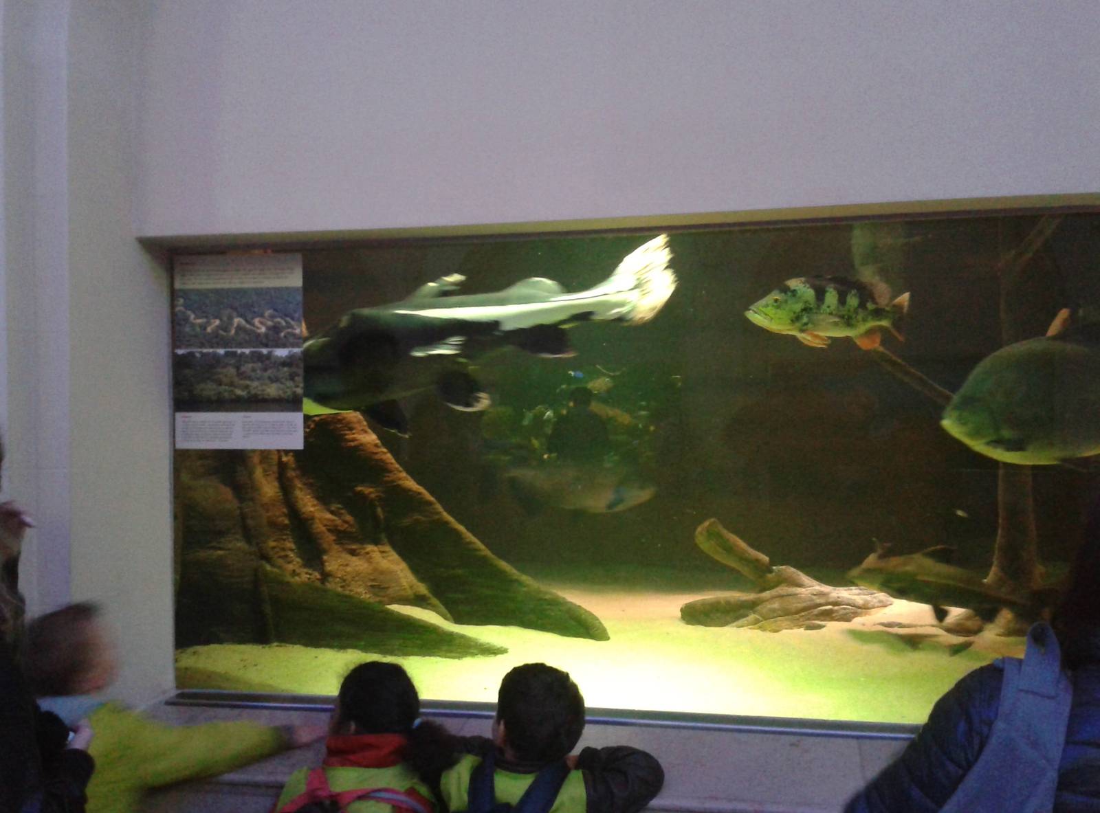Amazonas aquarium