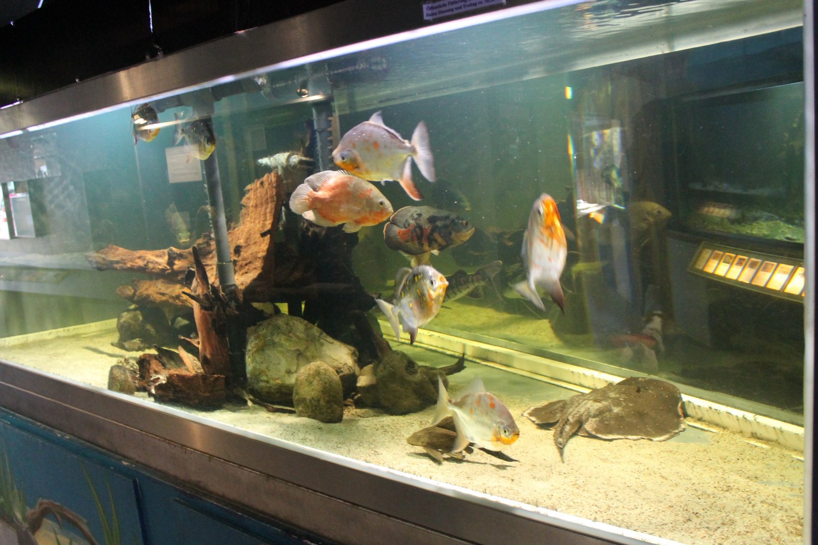 Amazonas-aquarium