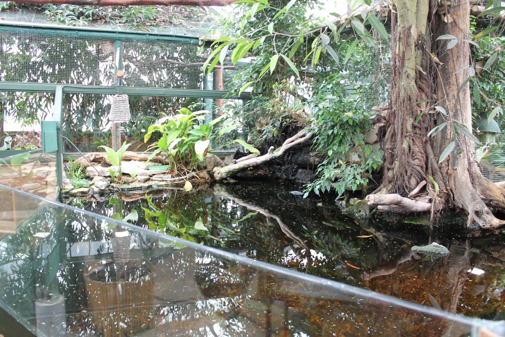 Amazonas-enclosure - Fishes And Caiman