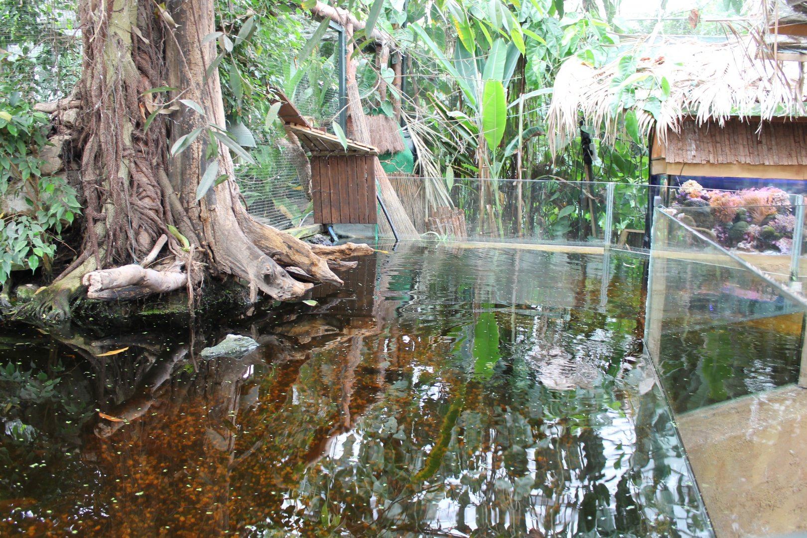 Amazonas-enclosure - Fishes And Caiman