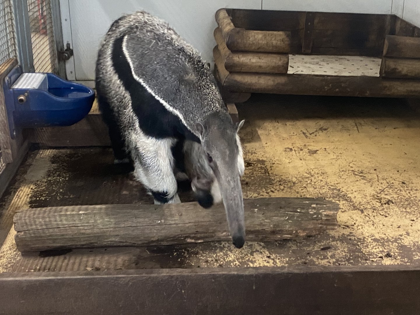 Amazonas - Giant anteater 121024