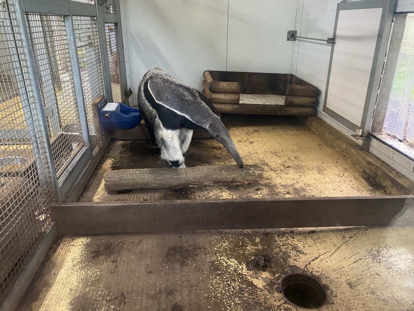 Amazonas - Giant anteater indoors 121024