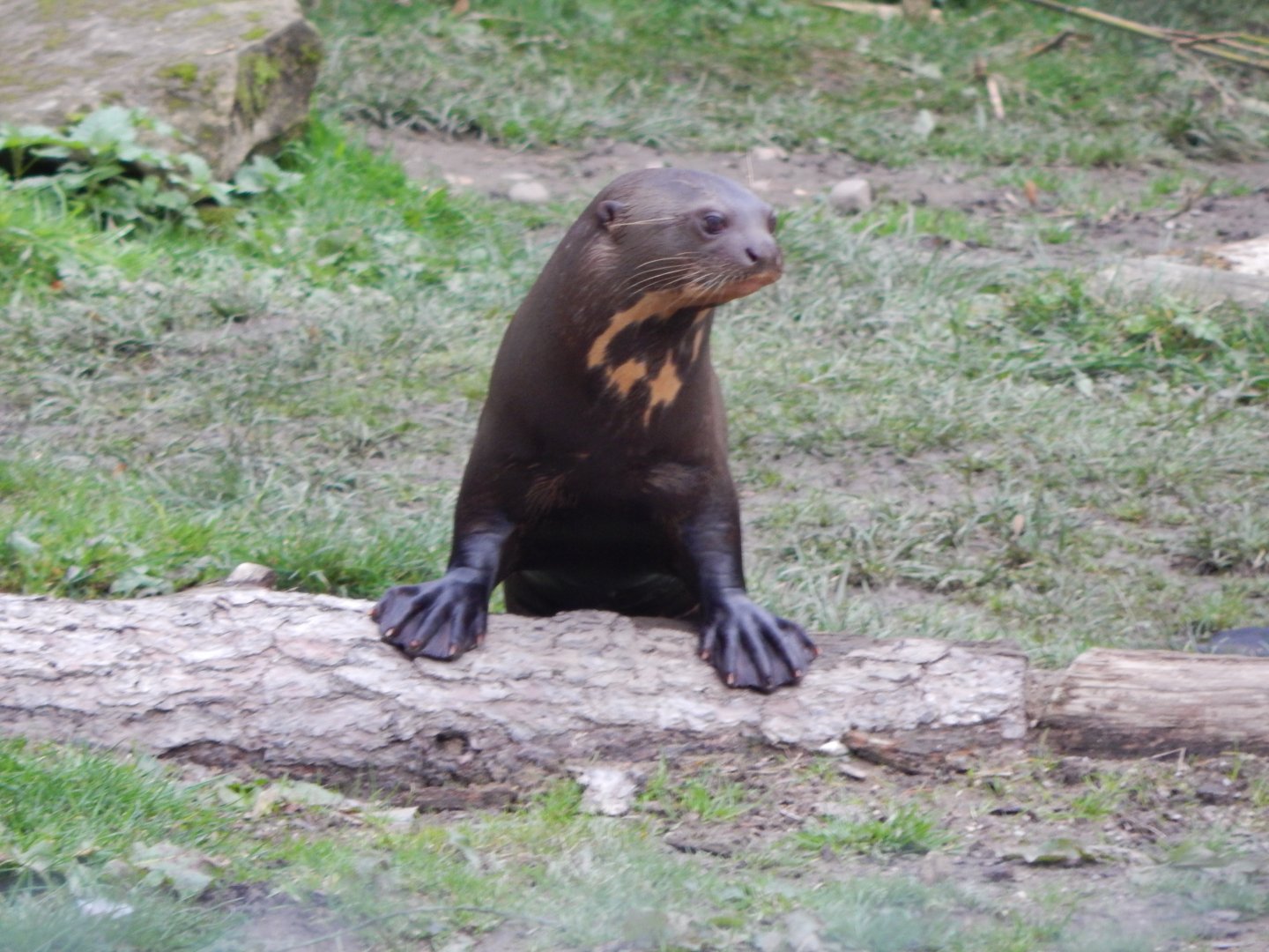 Amazonas - Giant otter 121024