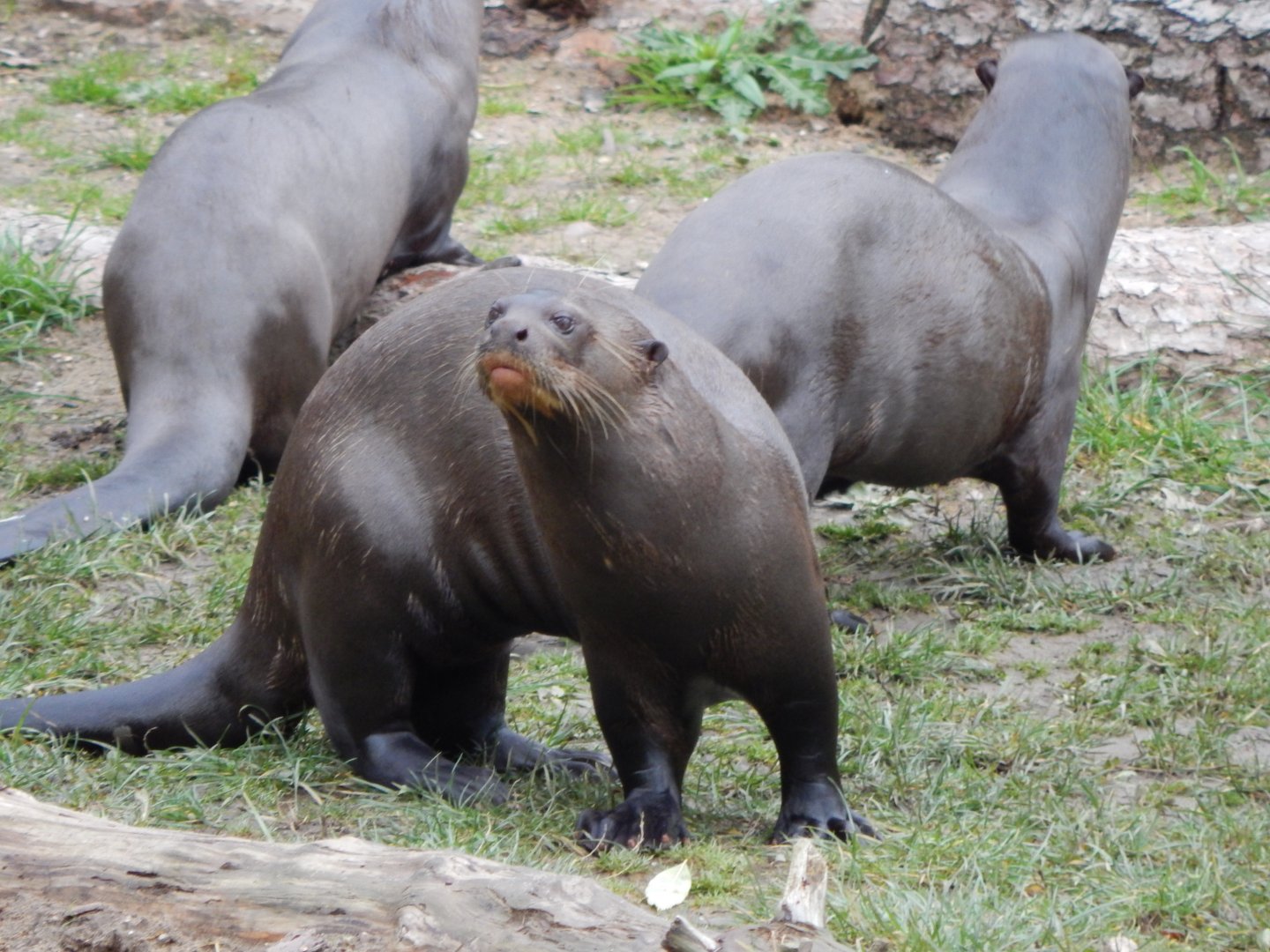 Amazonas - Giant otter 121024