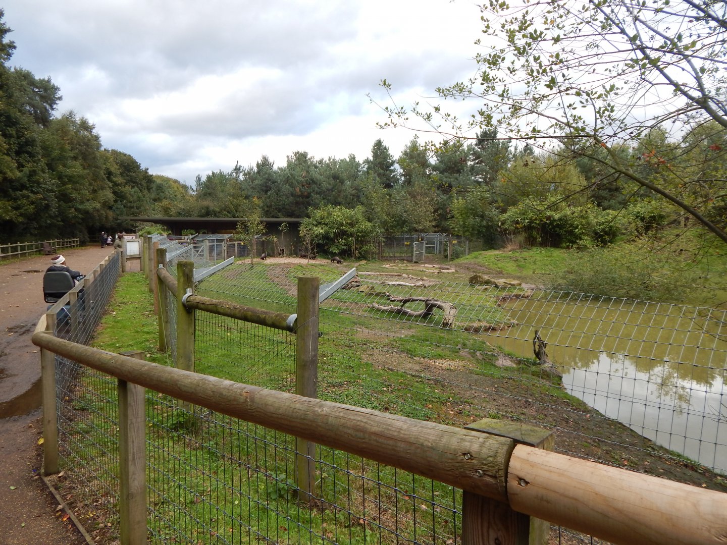 Amazonas - Giant otter habitat 121024