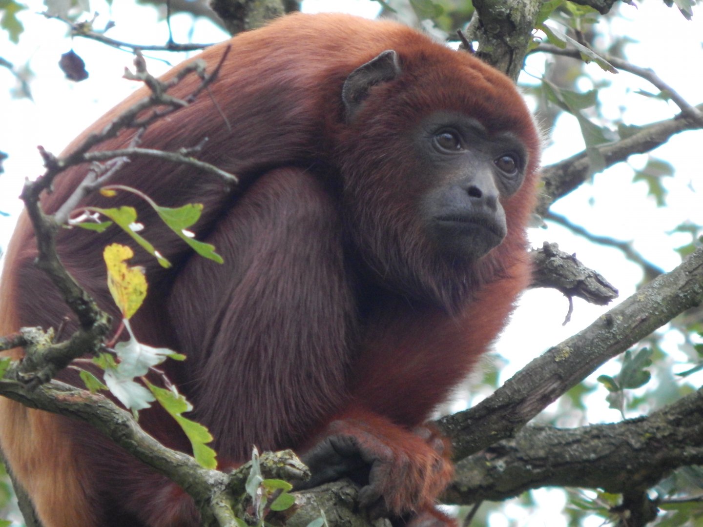 Amazonas - Venezuelan red howler 121024