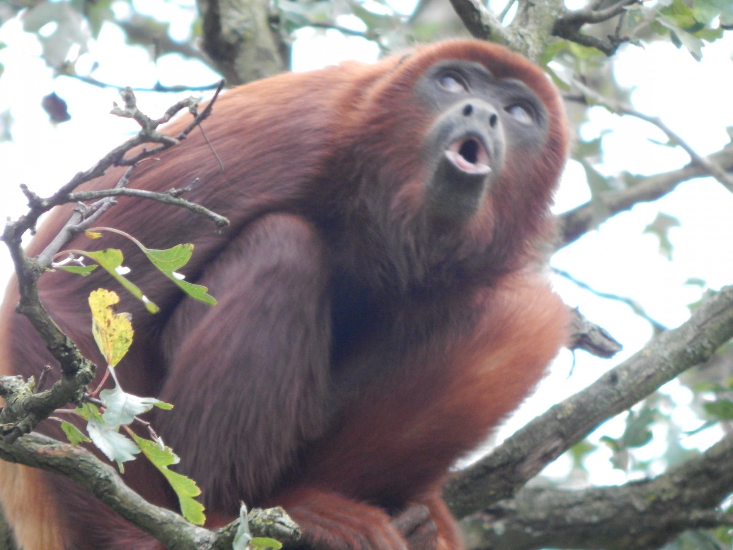 Amazonas - Venezuelan red howler 121024
