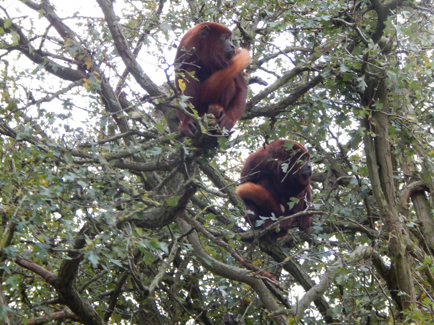 Amazonas - Venezuelan red howlers 121024