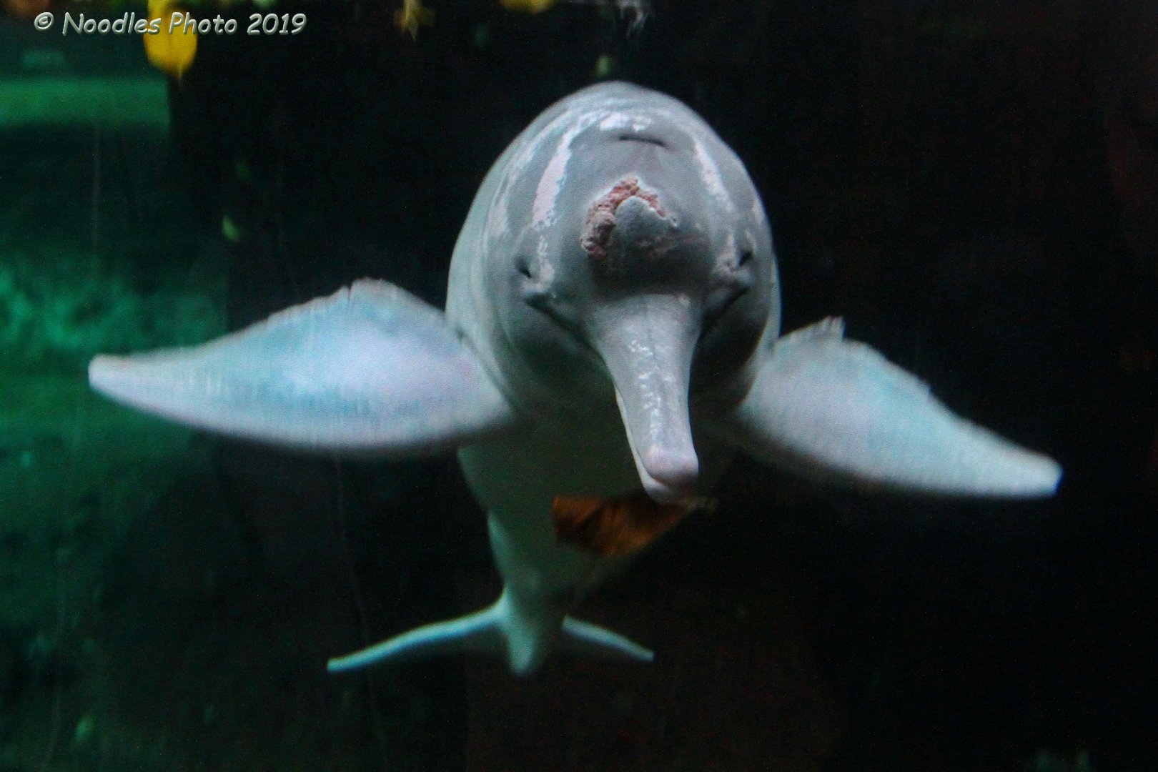Amazonasdelfin - Amazon River dolphin