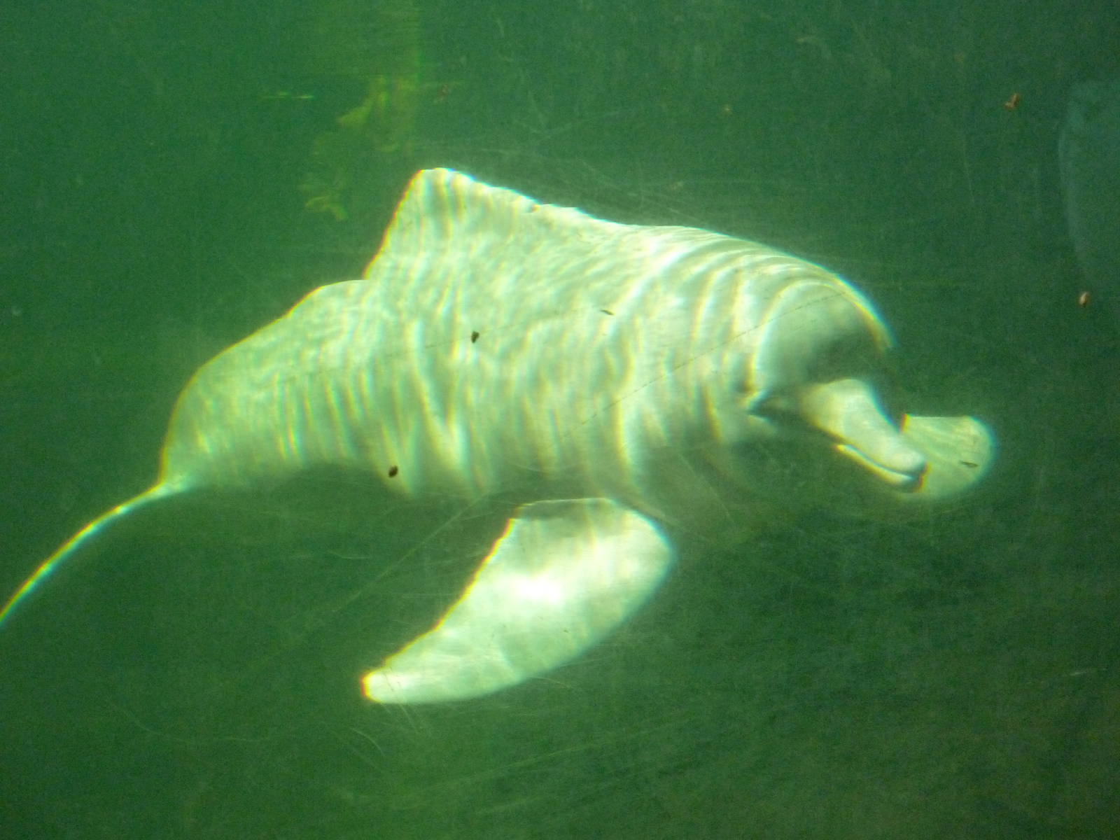 Amazone dolphine