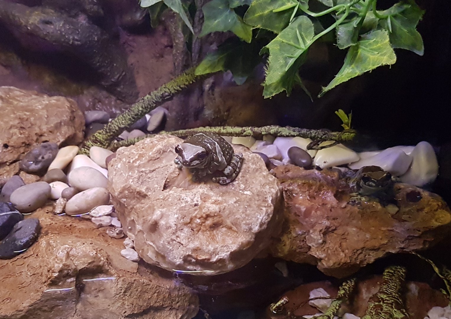 Amazone milk-frog