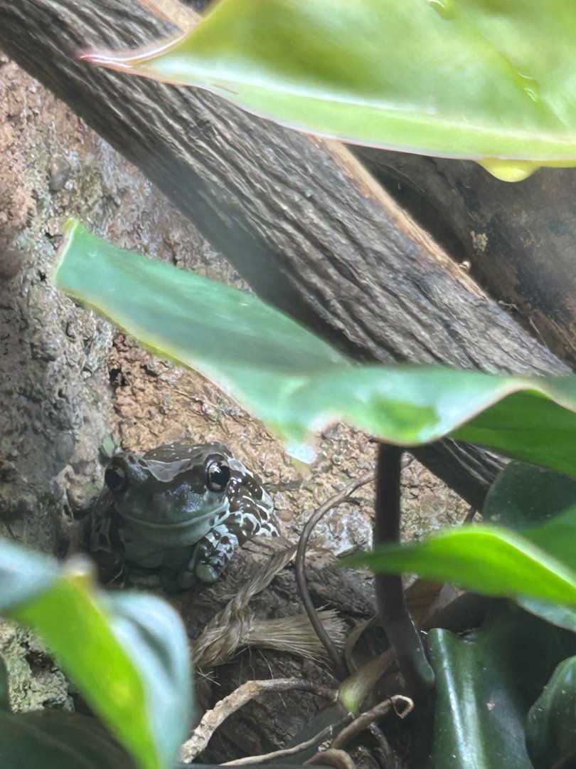 Amazonean milk frog
