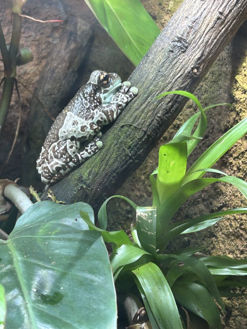 Amazonean milk frog