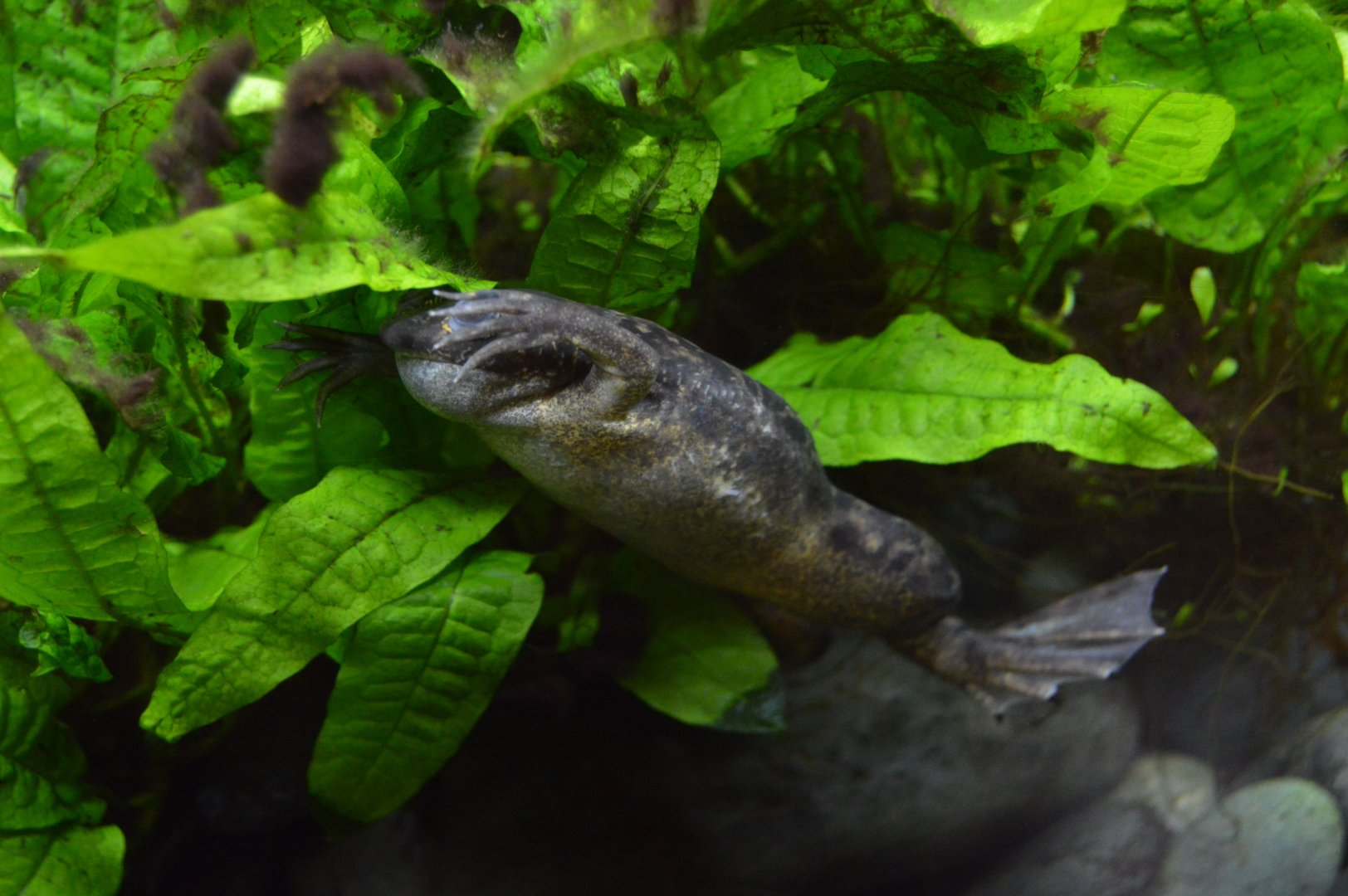 Amazonia - African Clawed Frog (Xenopus laevis)