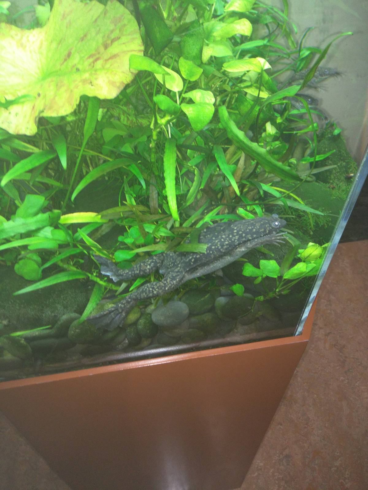 Amazonia - African Clawed Frog