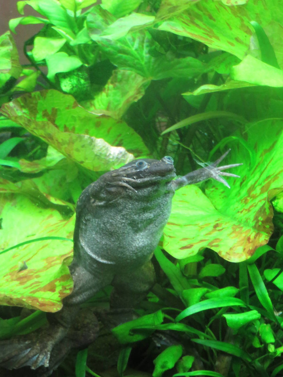 Amazonia - African Clawed Frog