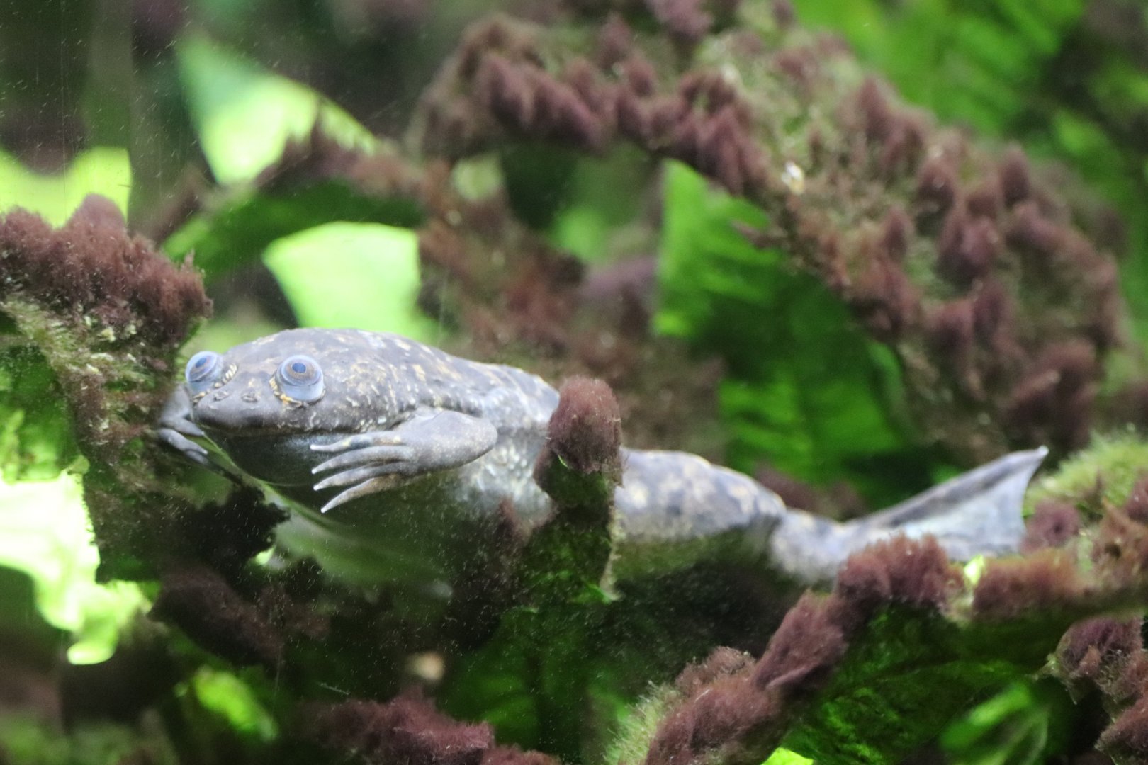Amazonia - African Clawed Frog