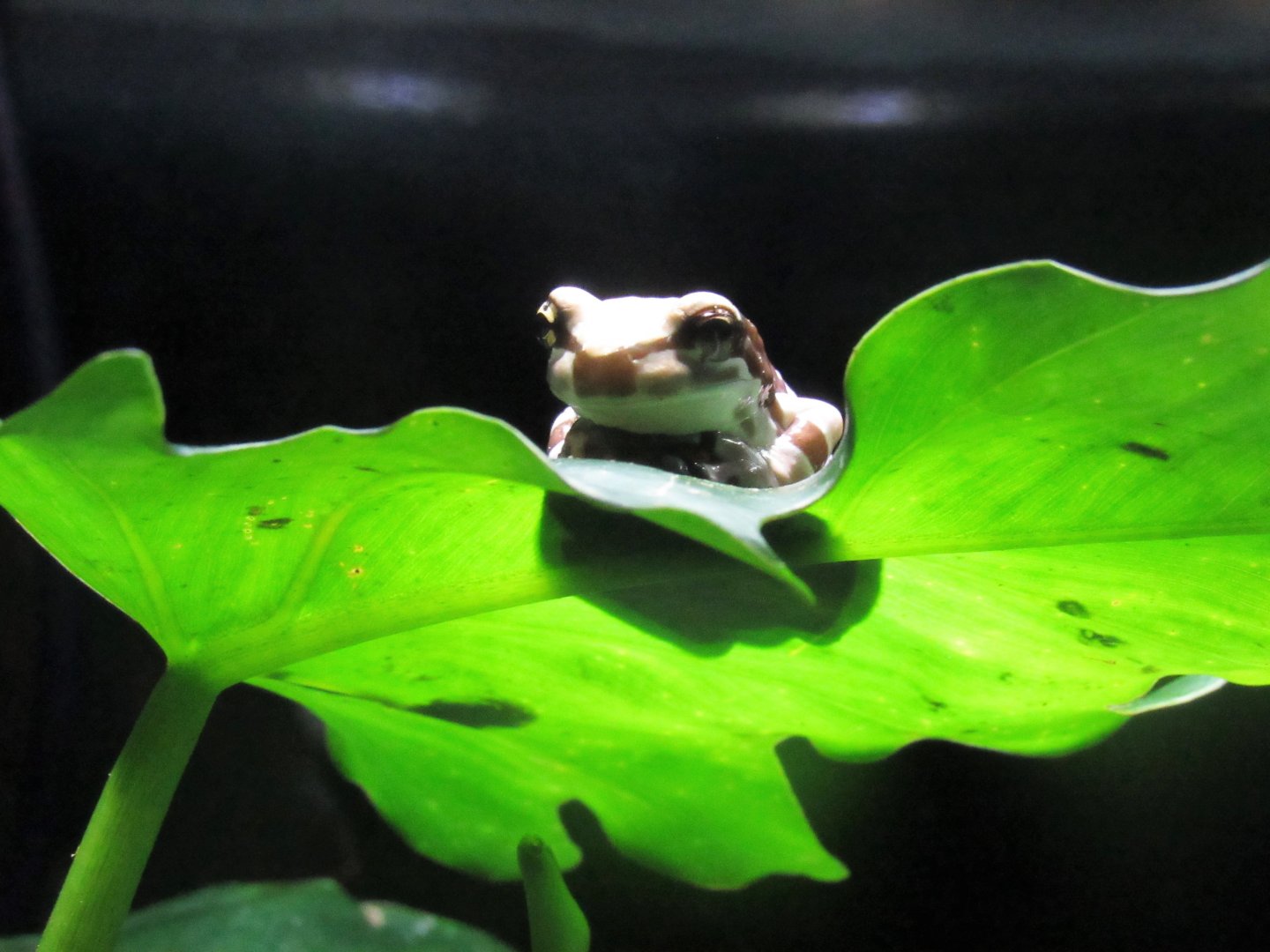 Amazonia- Amazon Milk Frog