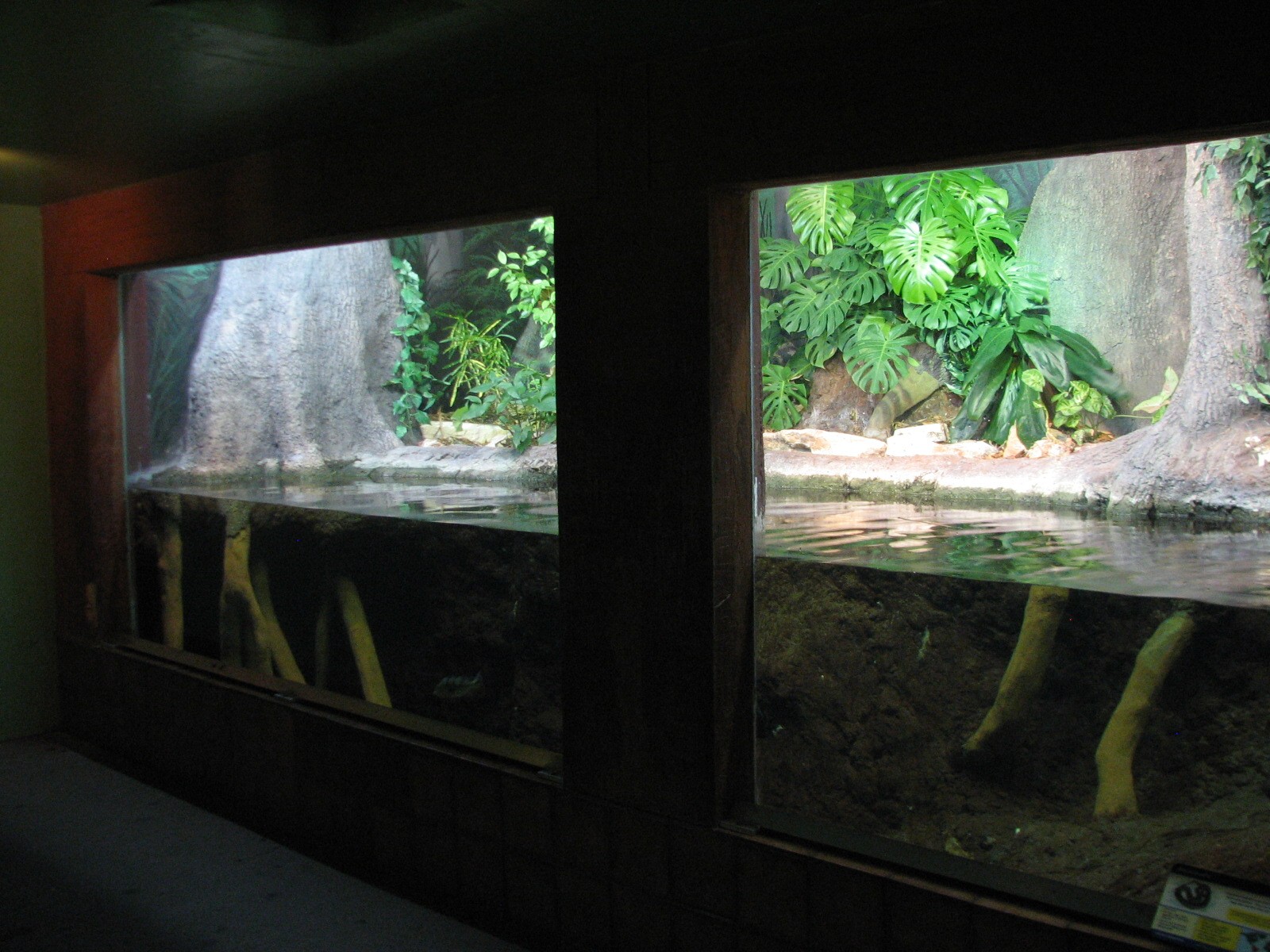 Amazonia - Anaconda Exhibit