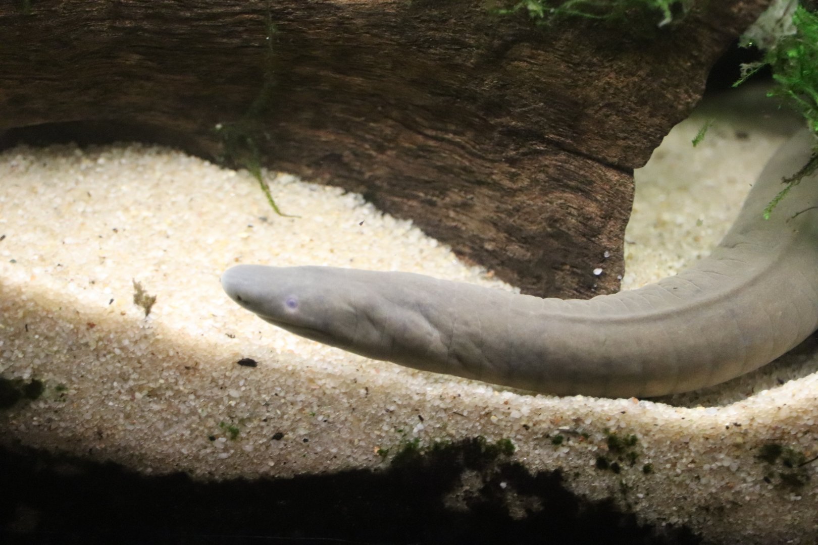 Amazonia - Aquatic Caecilian