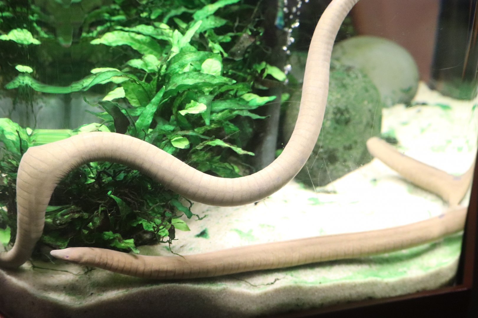 Amazonia - Aquatic Caecilian