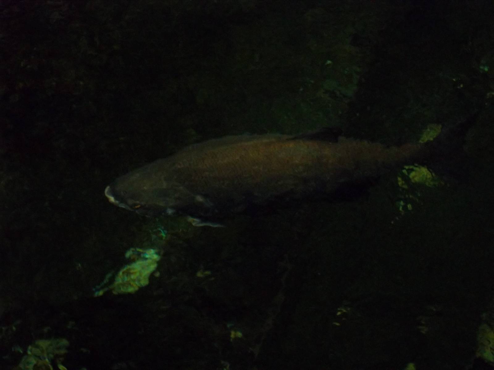 Amazonia Arapaima