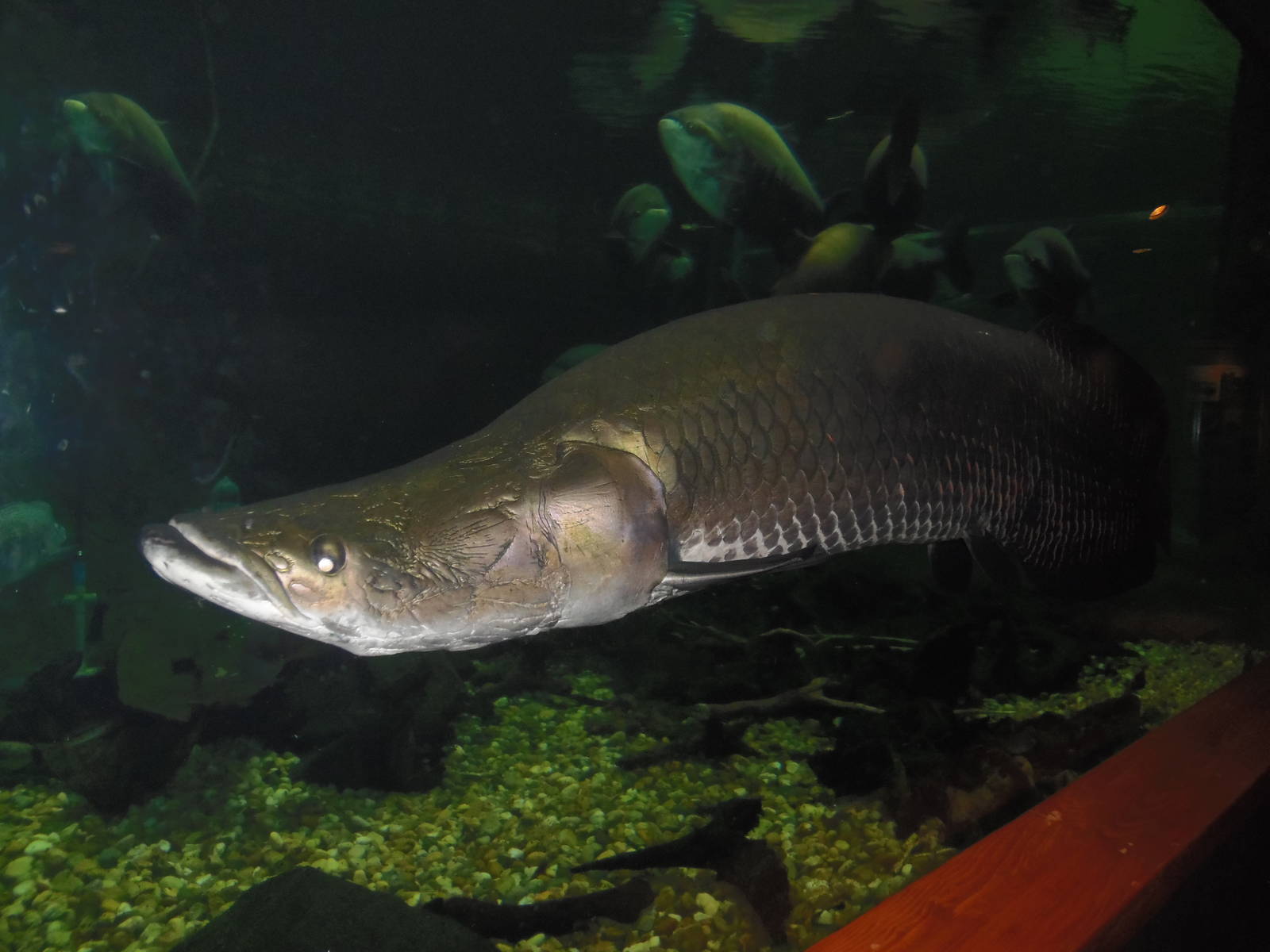 Amazonia- Arapaima