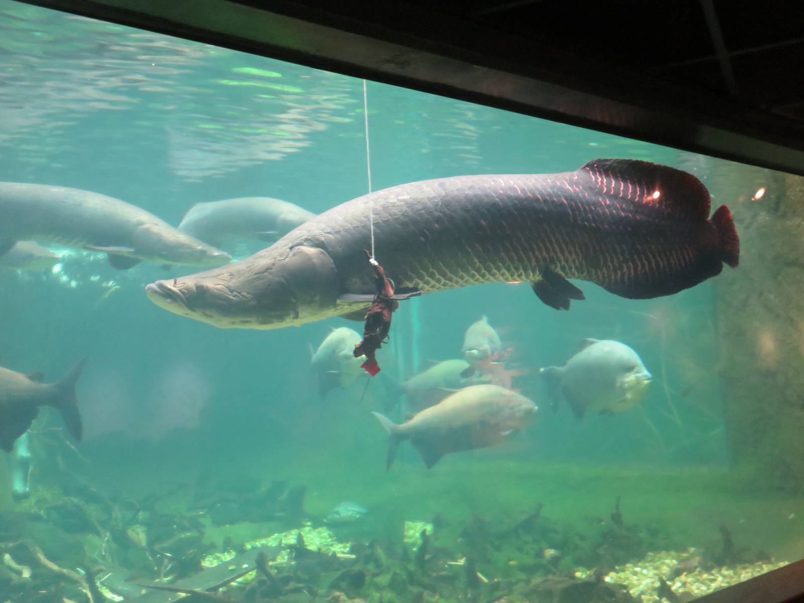 Amazonia - Arapaima