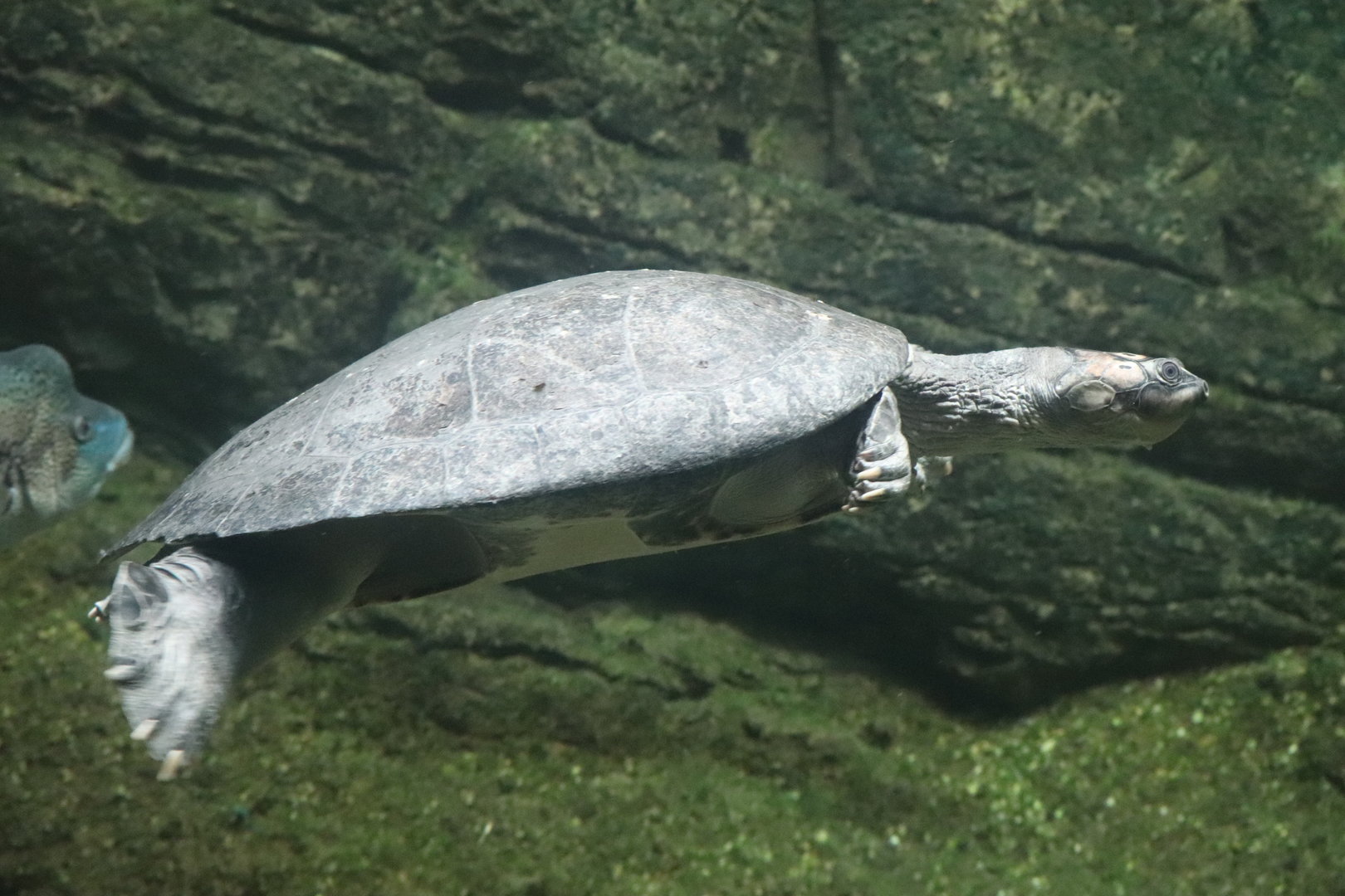 Amazonia - Arrau Turtle
