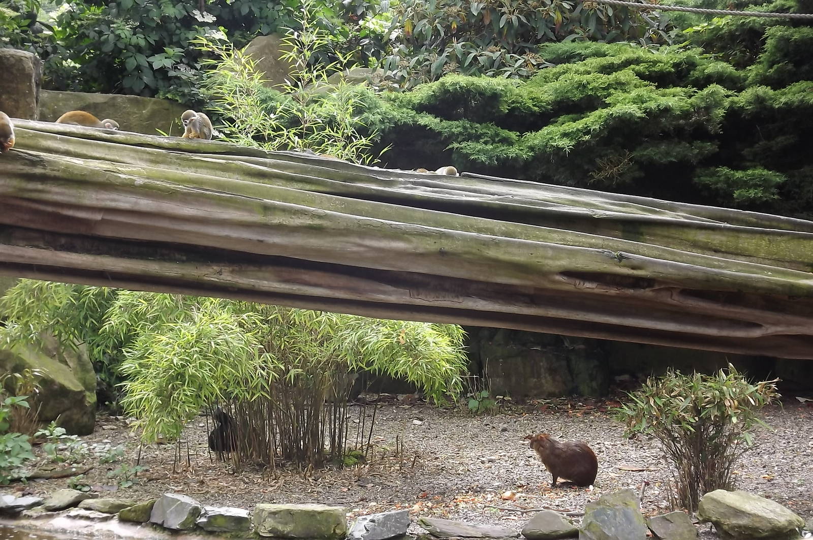 Amazonia at Blackpool Zoo 17/06/12