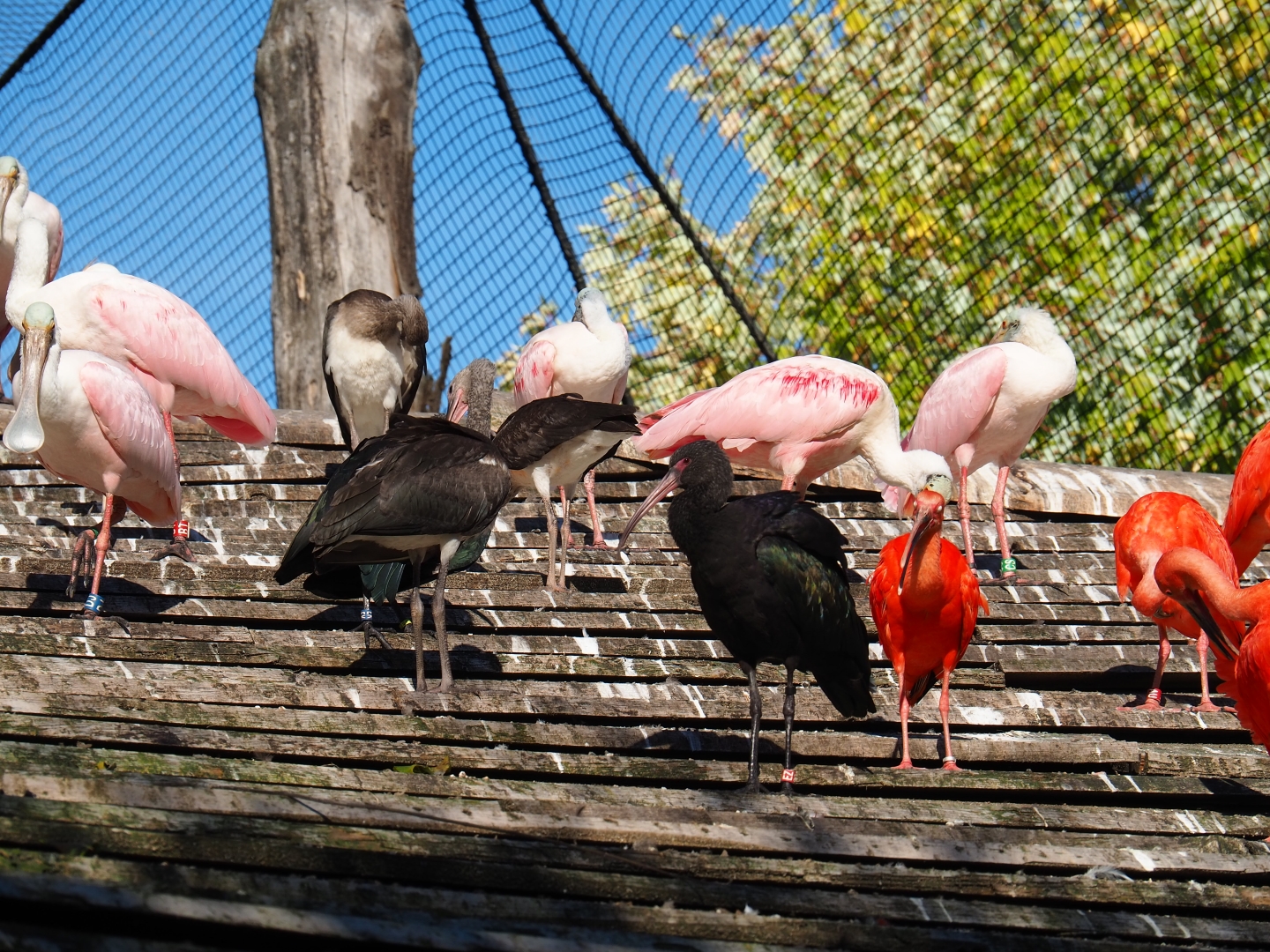 Amazonia aviary birds on roof (Oct 13th, 2018)