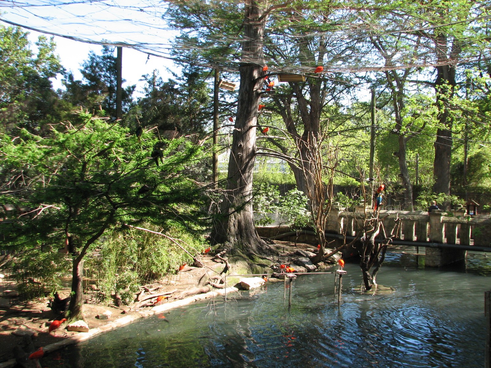 Amazonia - Aviary Interior