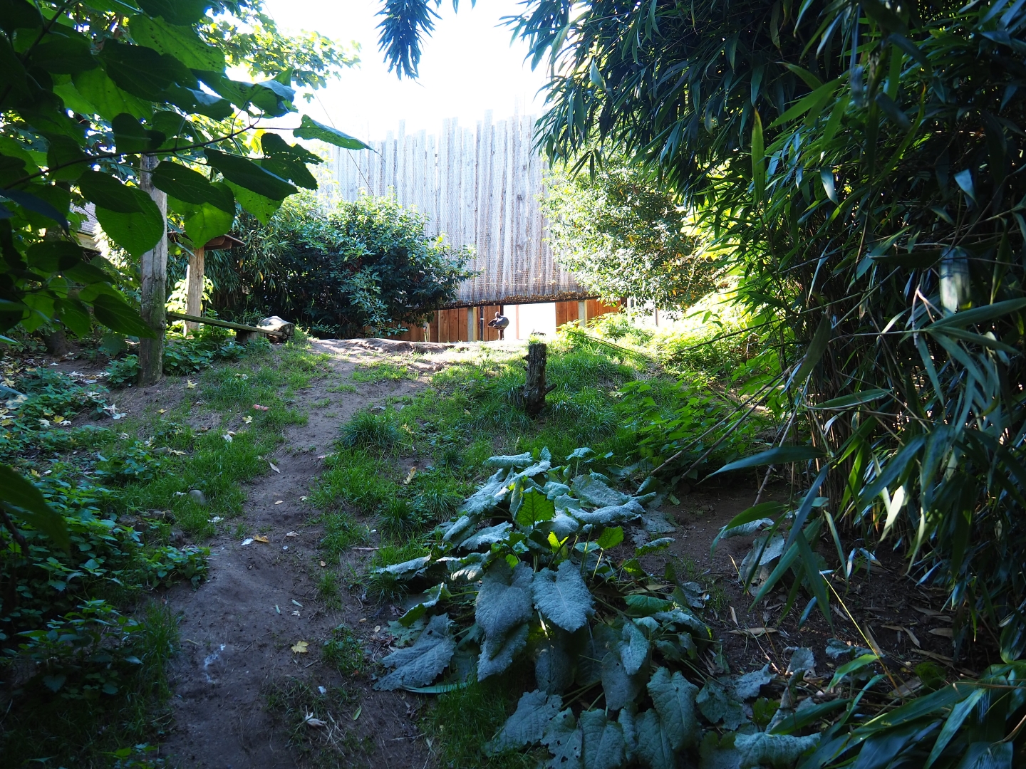 Amazonia aviary (Oct 13th, 2018)