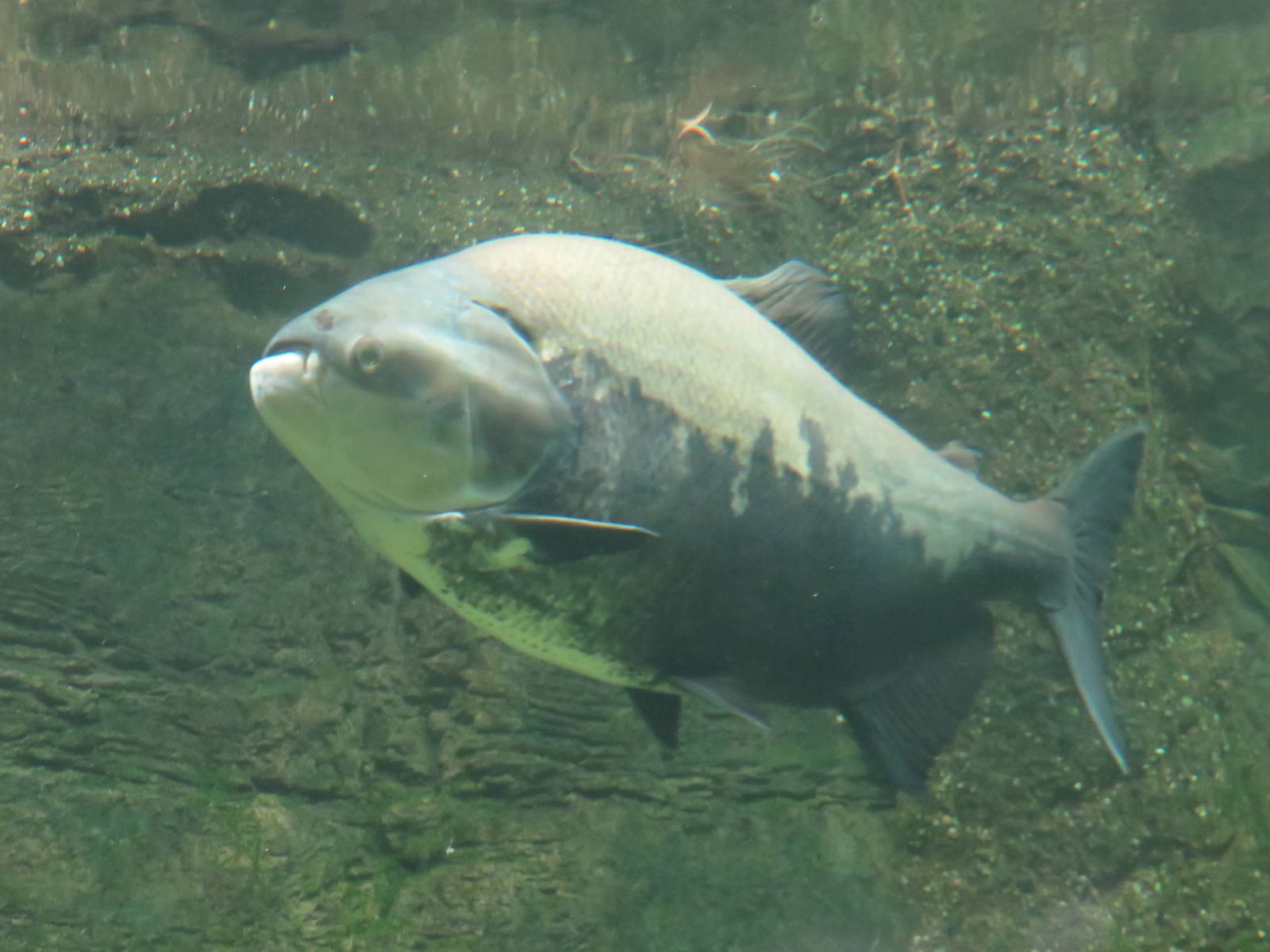 Amazonia - Black Pacu