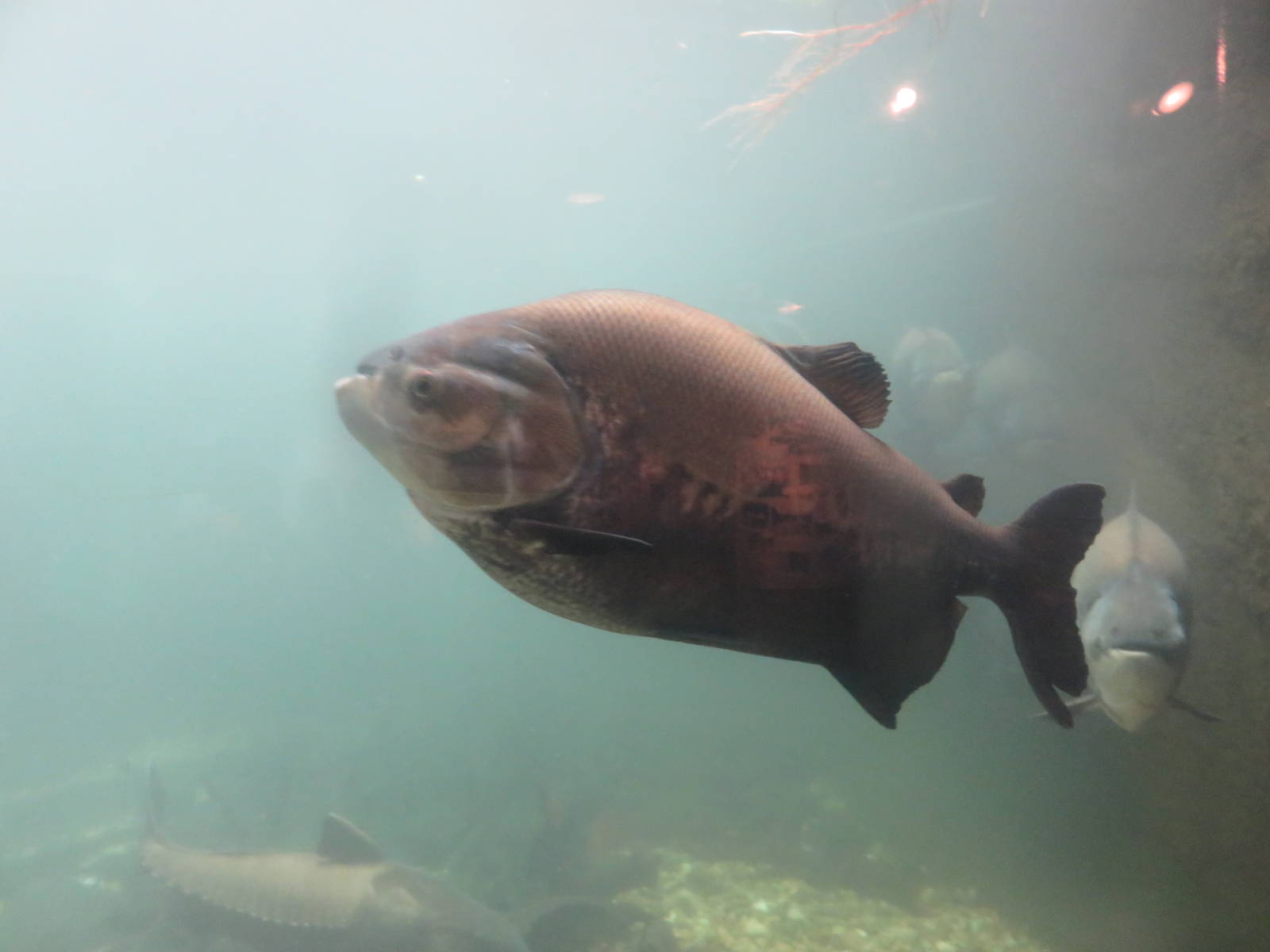 Amazonia - Black Pacu