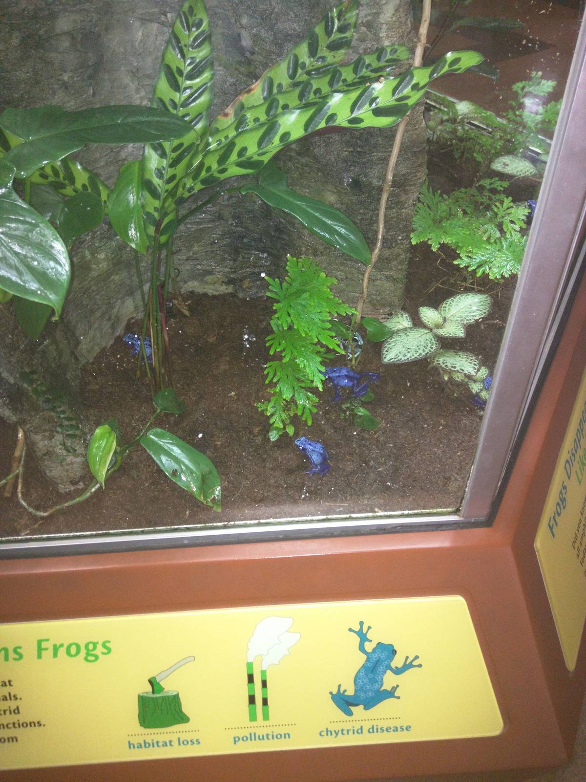 Amazonia - Blue Poison Frog
