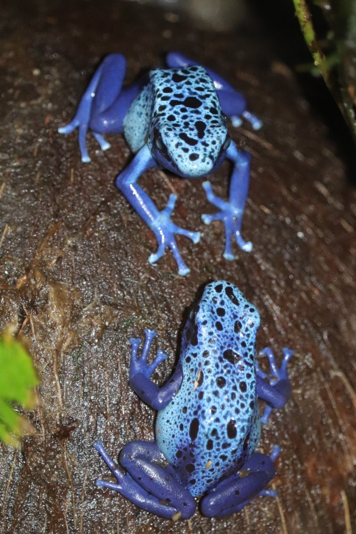 Amazonia - Blue Poison Frogs