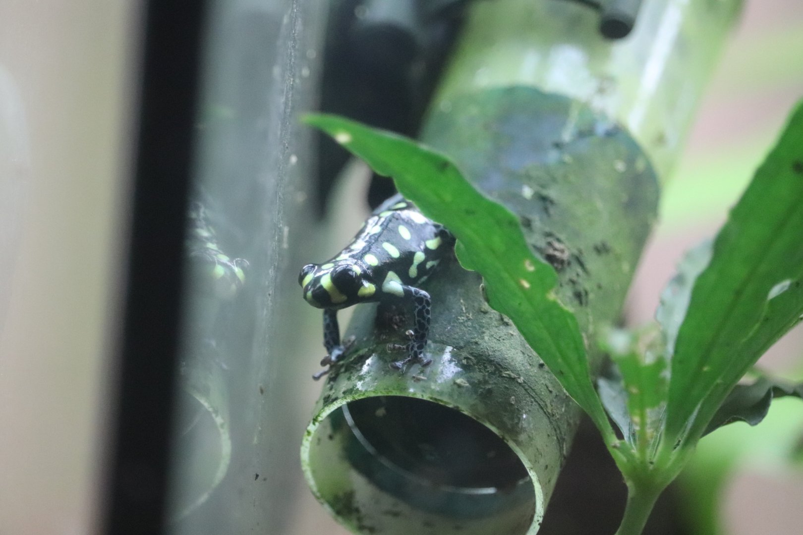 Amazonia - Brazilian Poison Frog